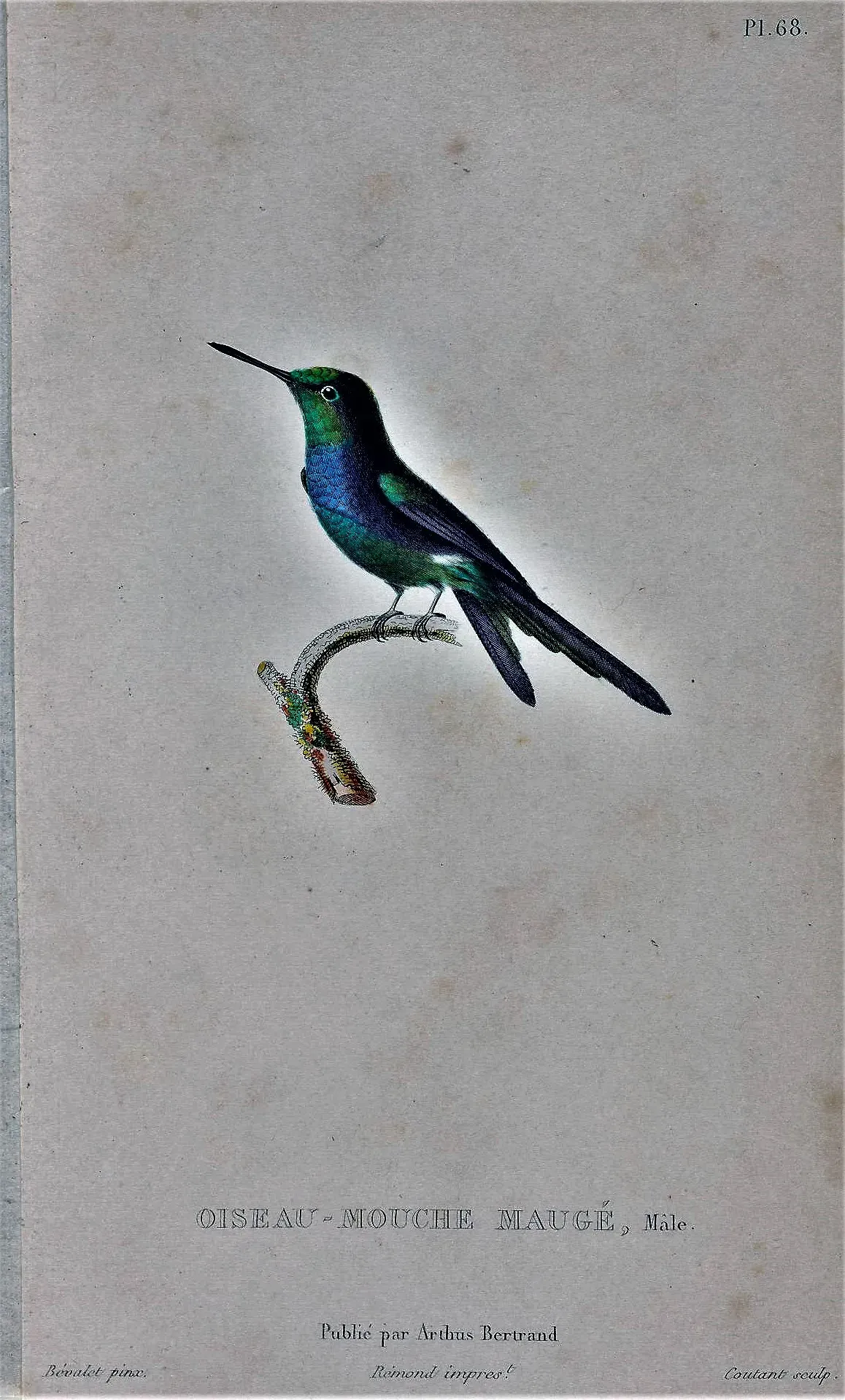 File:Riccordia maugaeus male.jpg