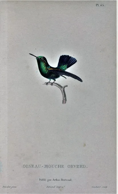 File:Anthracothorax viridigula Bevalet.jpg
