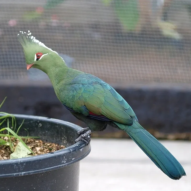 File:Tauraco livingstonii -captive -side-8a.jpg