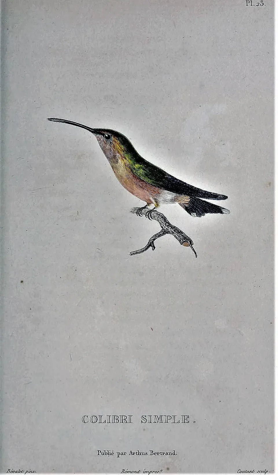 File:Eupetomena cirrochloris Bevalet.jpg