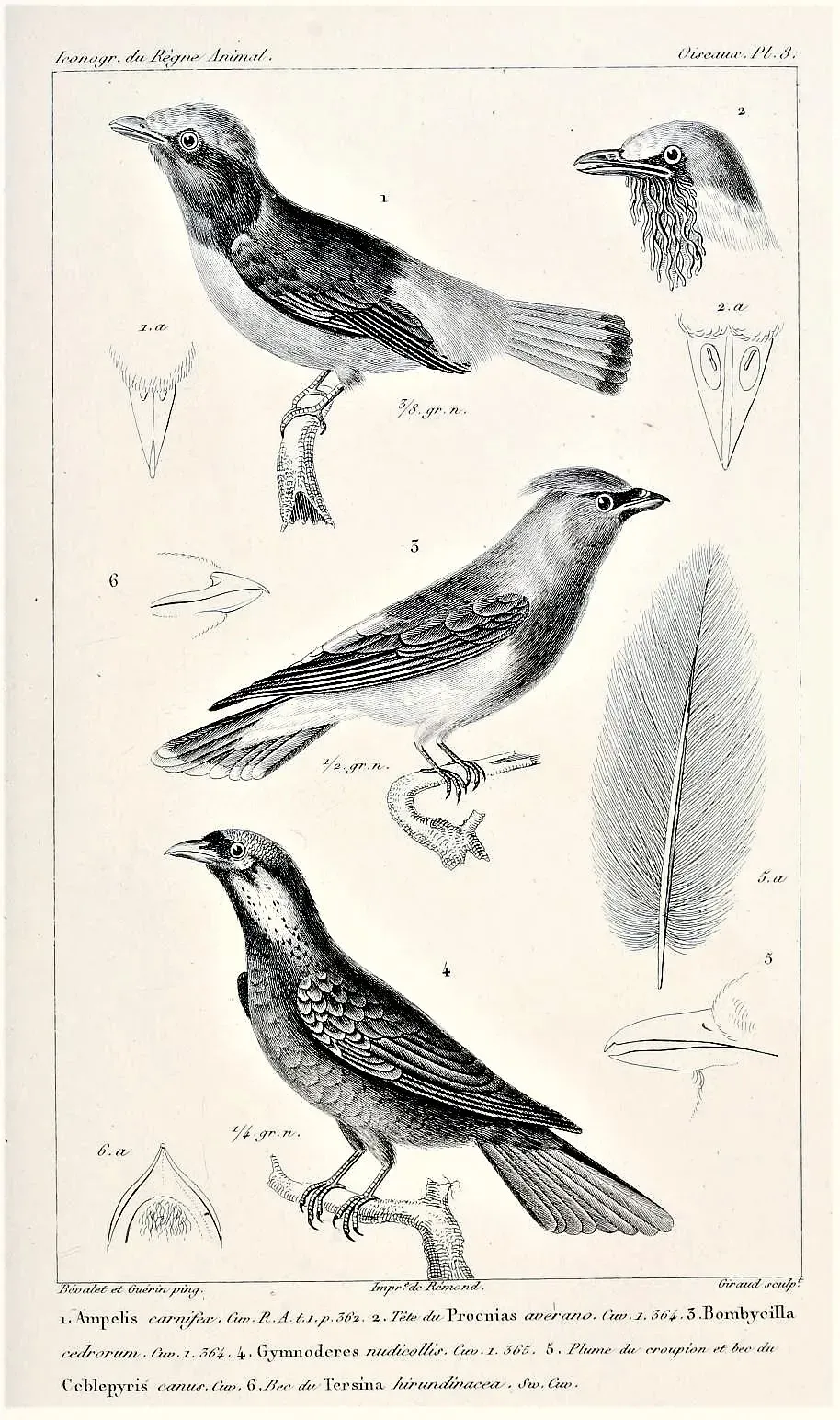 File:Phoenicircus carnifex Procnias averano Bombycilla cedrorum Procnias nudicollis Lalage melanoptera Cypsnagra hirundinacea.jpg