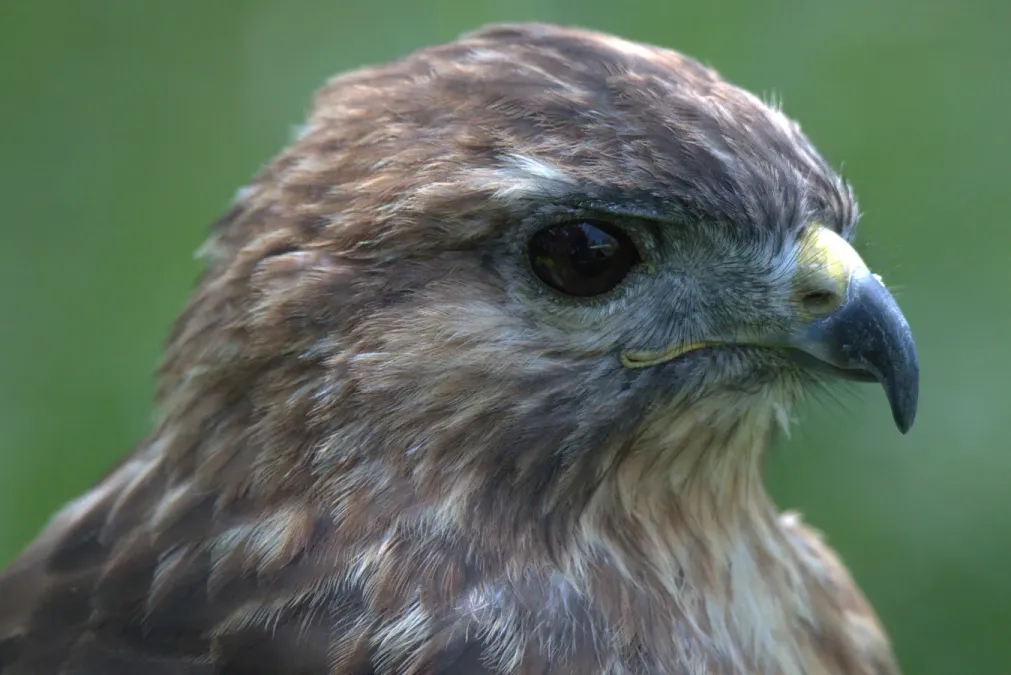 File:Buteo refectus 2.jpg