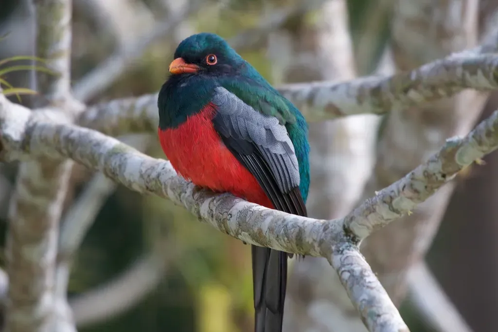 File:Trogon massena -Belize -male-8.jpg