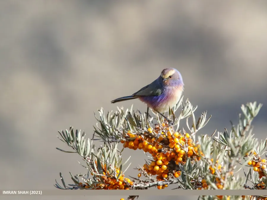 File:White-browed Tit Warbler (Leptopoecile sophiae) (52610620914).jpg