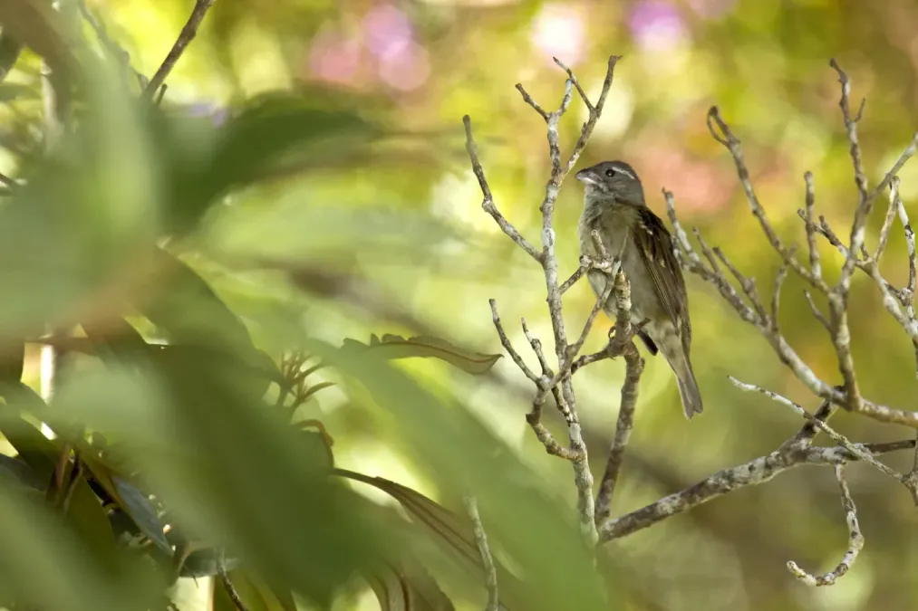 File:Sporophila frontalis - pixoxó (8493166789).jpg