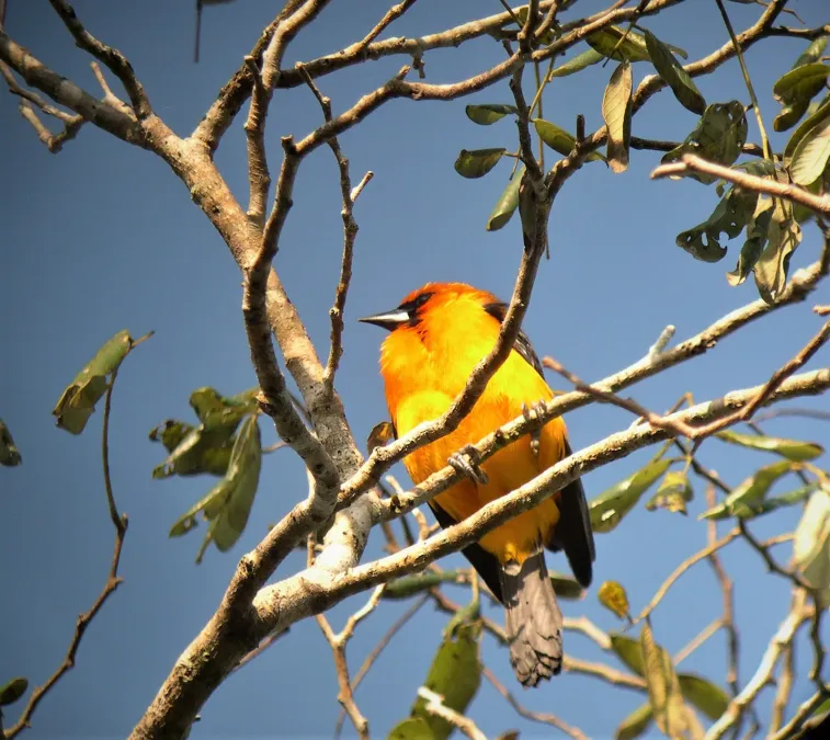 File:Streak-backed Oriole - Icterus pustulatus - Yucatan Mexico.jpg