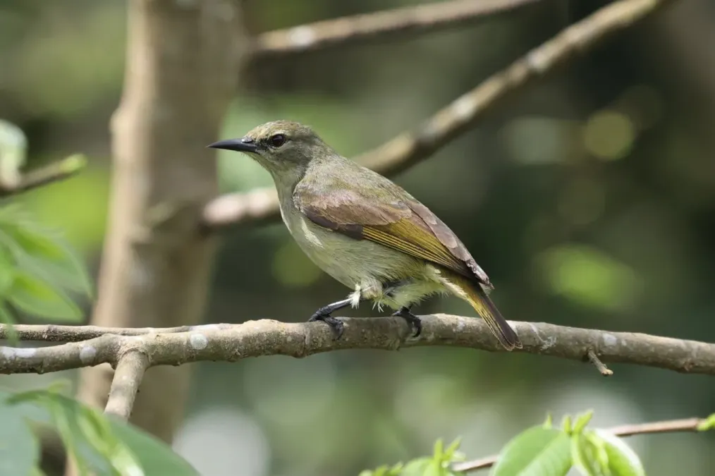 File:Anthreptes rectirostris 247962450.jpg