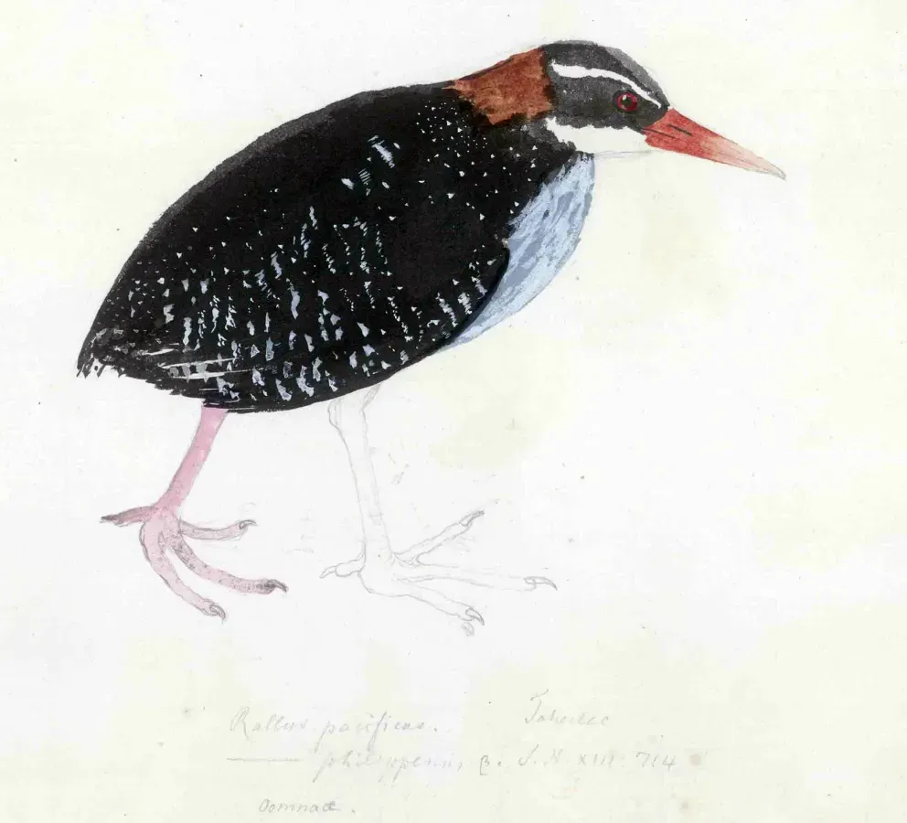 File:Gallirallus pacificus.jpg