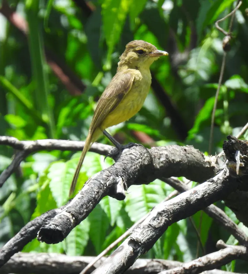 File:Iduna natalensis 108798742.jpg