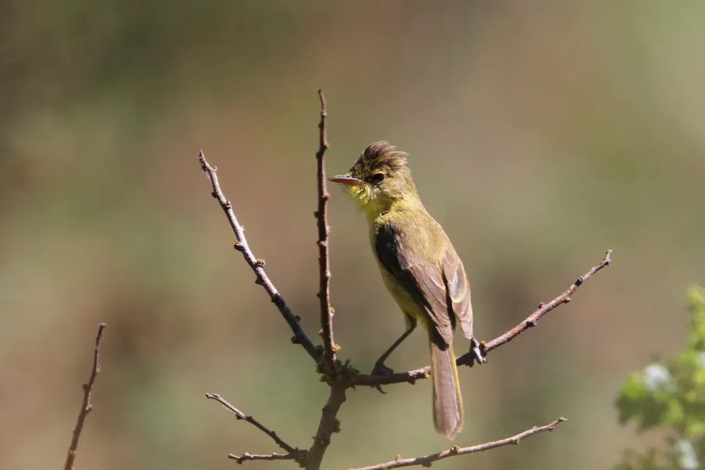 File:Iduna natalensis 93100227.jpg