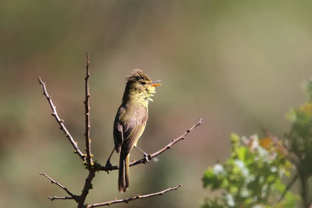 File:Iduna natalensis 93100233.jpg