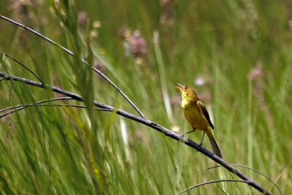 File:Iduna natalensis 57998529.jpg