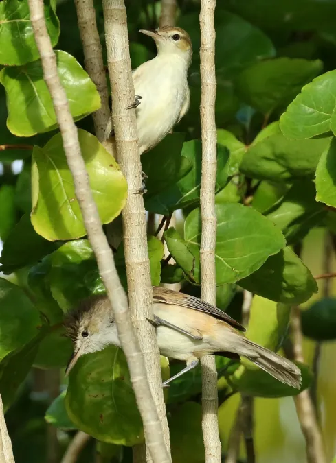 File:Acrocephalus syrinx 34868541.jpg