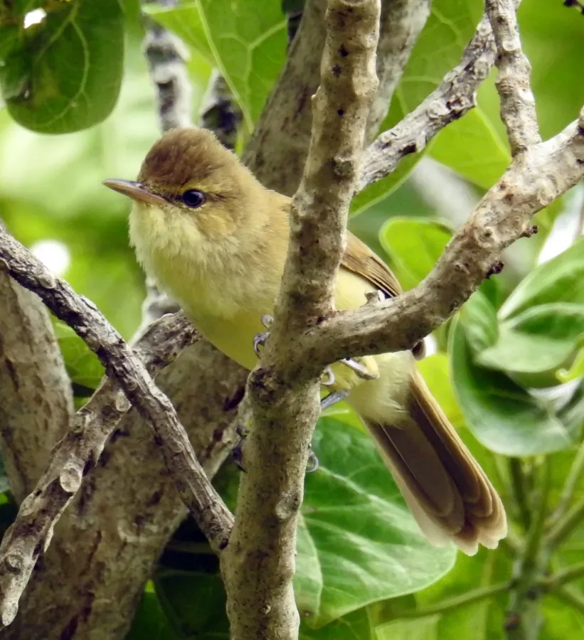 File:Acrocephalus kerearako 109891530.jpg
