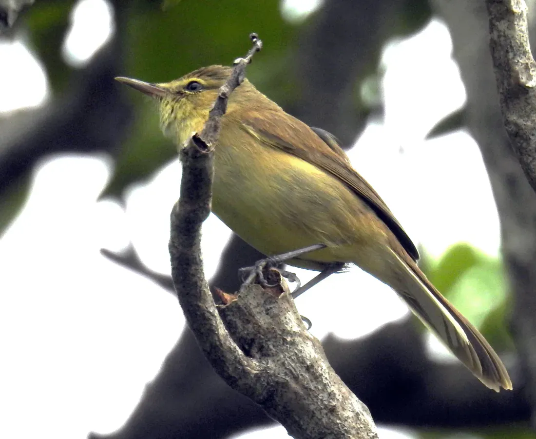 File:Acrocephalus kerearako kerearako 109891723.jpg