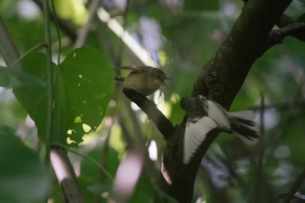 File:Acrocephalus vaughani 46432182.jpg
