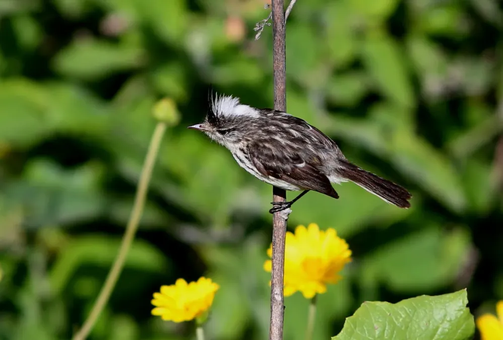 File:Anairetes reguloides Pied-crested Tit-Tyrant; Santa Eulalia Valley, Lima, Peru.jpg