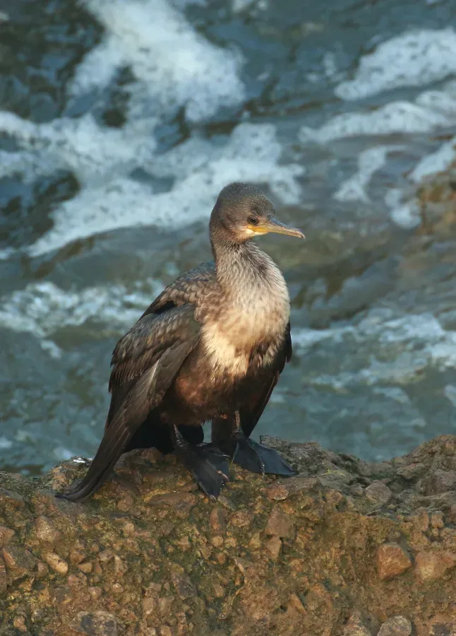 File:Indian cormorant or Indian shag (Phalacrocorax fuscicollis),.jpg