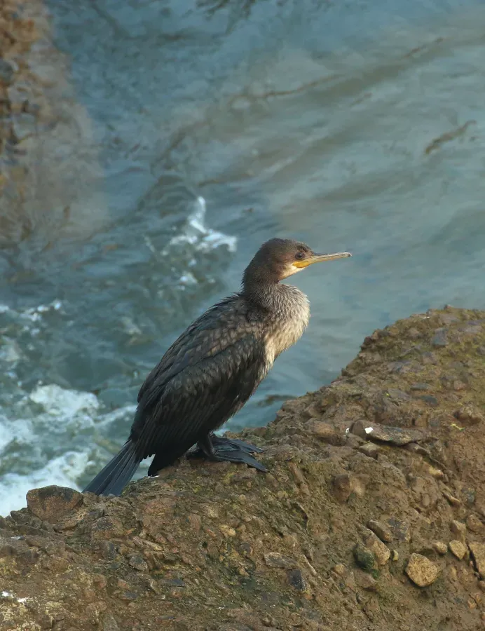 File:Indian cormorant or Indian shag (Phalacrocorax fuscicollis),,.jpg