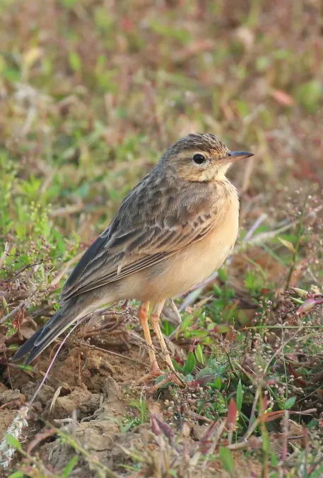 File:Paddyfield Pipit (Anthus rufulus), Koottanad, Palakkad, Kerala, India.jpg