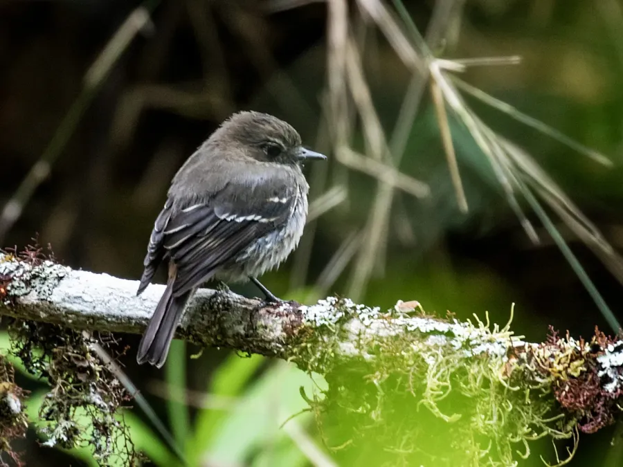 File:Knipolegus signatus - Jelski's Black-Tyrant - female (cropped).jpg