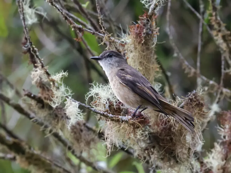 File:Myiotheretes fuscorufus - Rufous-bellied Bush-Tyrant (cropped).jpg