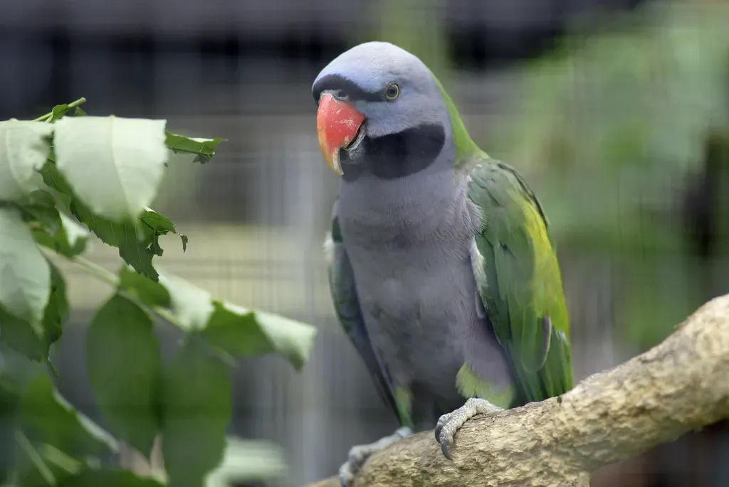 File:Psittacula derbiana -Wilhelma Zoo, Stuttgart, Germany -male-8a (1).jpg