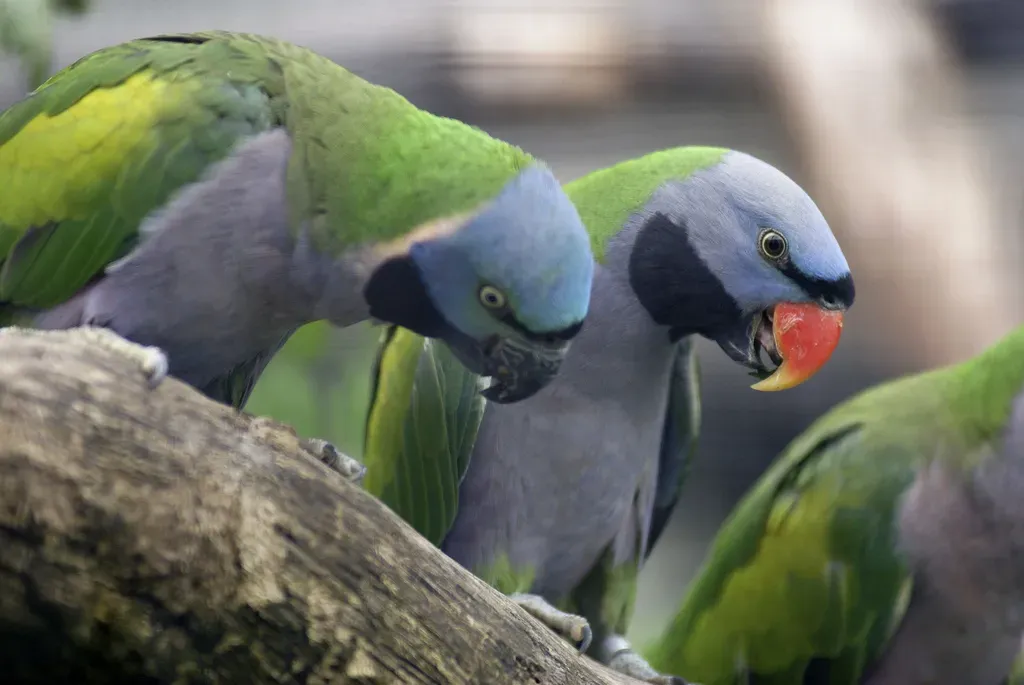 File:Psittacula derbiana -Wilhelma Zoo, Stuttgart, Germany -pair-8a.jpg