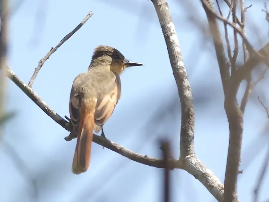 File:Myiarchus semirufus 55128146 (cropped).jpg