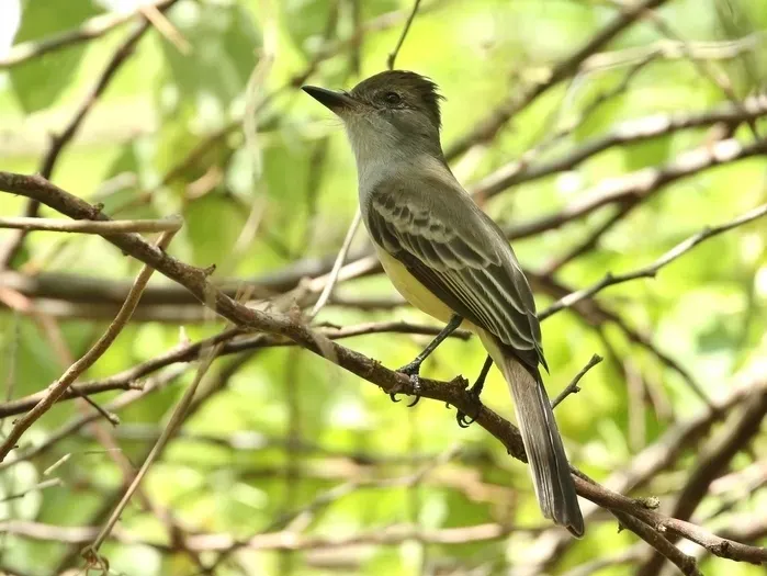 File:Myiarchus venezuelensis Venezuelan Flycatcher; La Guajira, Colombia.jpg
