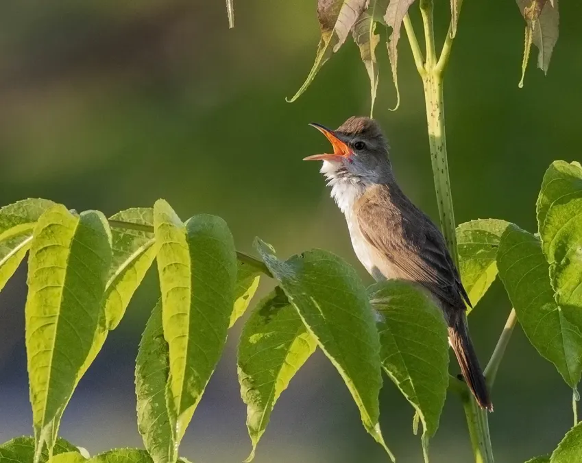 File:Acrocephalus orientalis 135723081.jpg