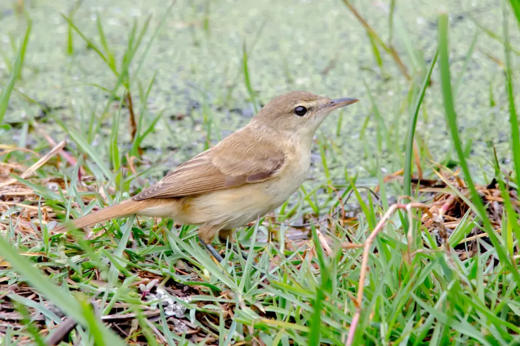 File:Acrocephalus australis 49945704.jpg