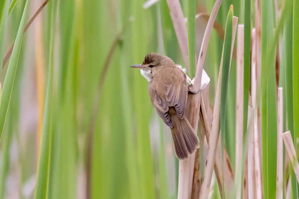 File:Acrocephalus australis 149350452.jpg
