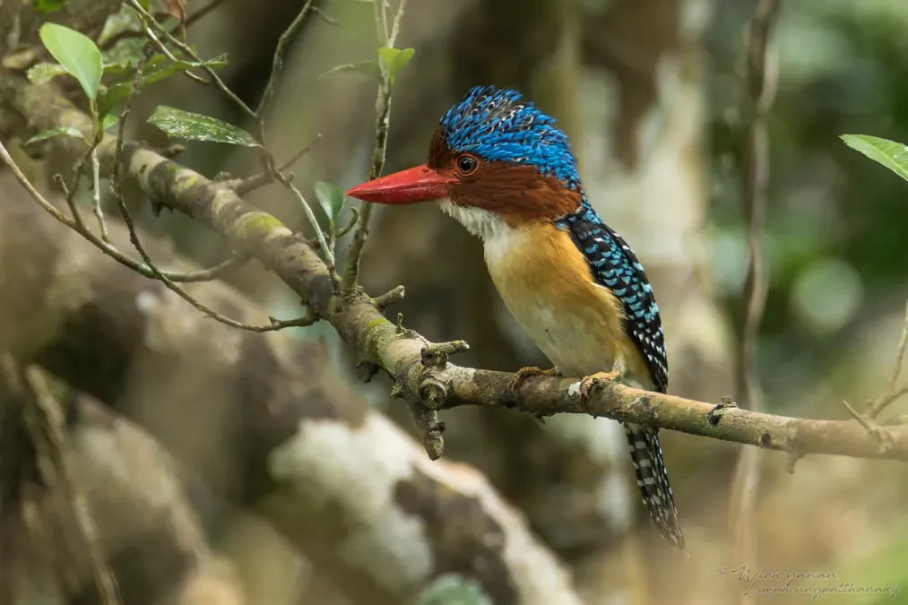 File:Lacedo pulchella amabilis 187838348.jpg