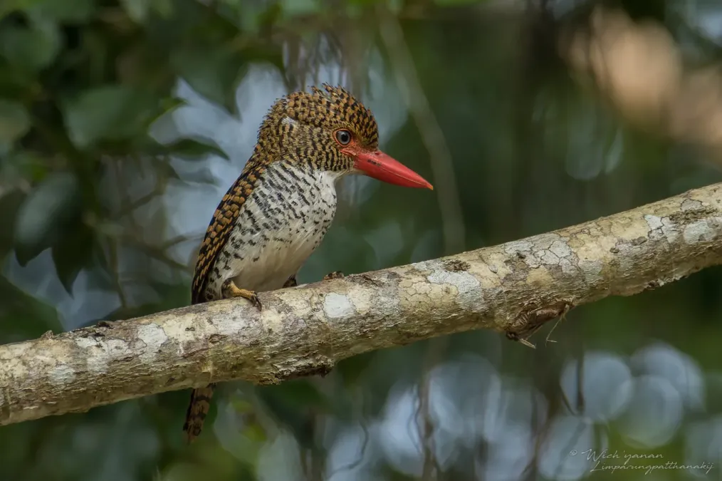 File:Lacedo pulchella amabilis 187838351.jpg