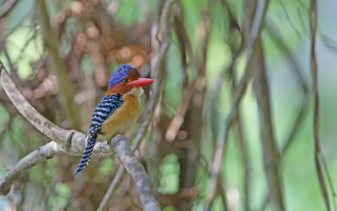 File:Lacedo pulchella 105386370.jpg
