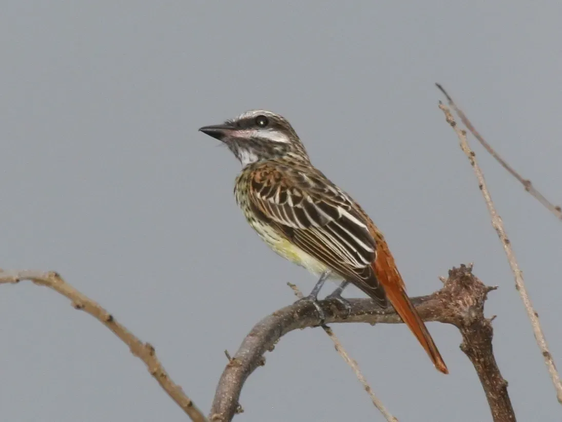 File:Sulphur-bellied Flycatcher (Myiodynastes luteiventris) (cropped).jpg