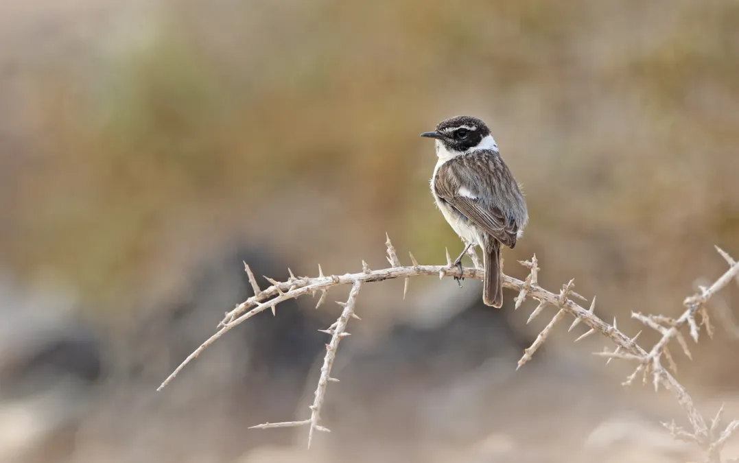 File:Saxicola dacotiae 183123661.jpg