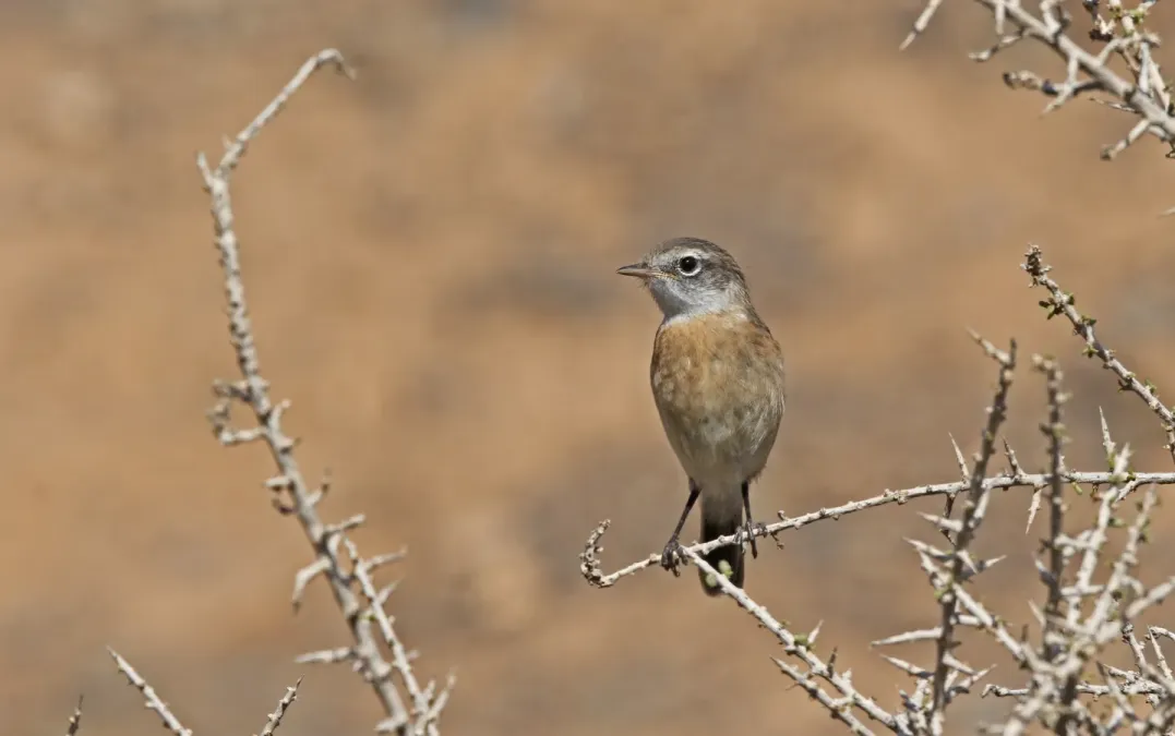 File:Saxicola dacotiae 183123501.jpg