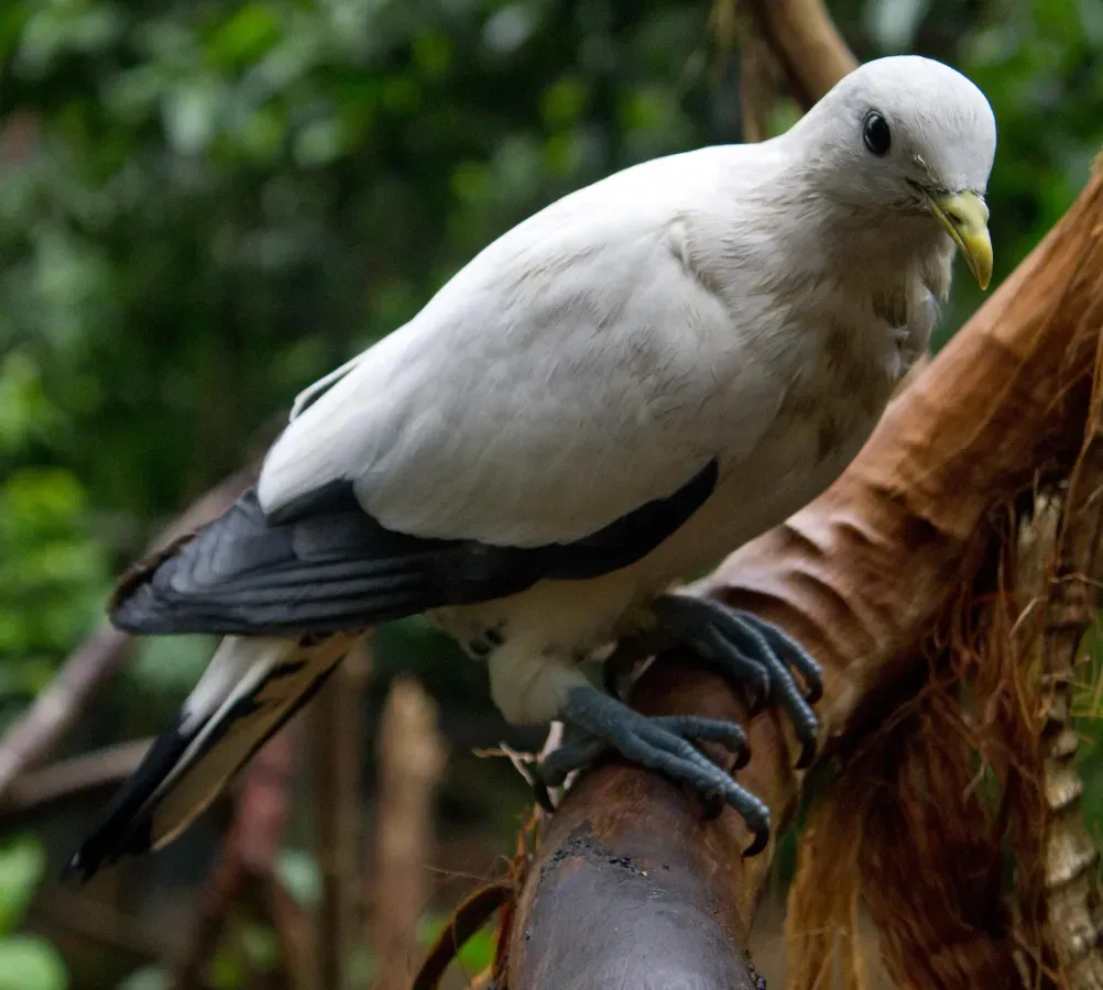 File:Ducula spilorrhoa 2.jpg