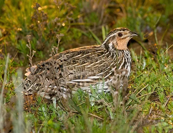 File:Stubble Quail (Coturnix pectoralis) male (14377891677), crop.jpg