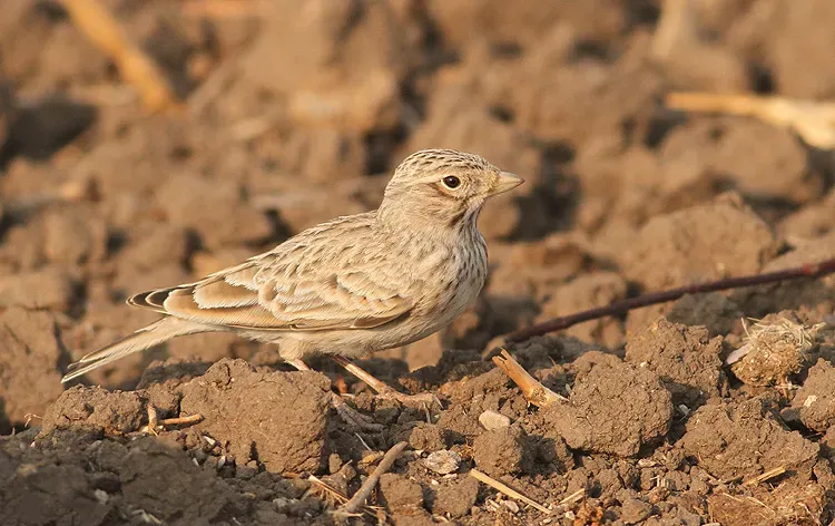 File:Mediterranean short-toed lark (Alaudala rufescens) by Lior Kislev.jpg