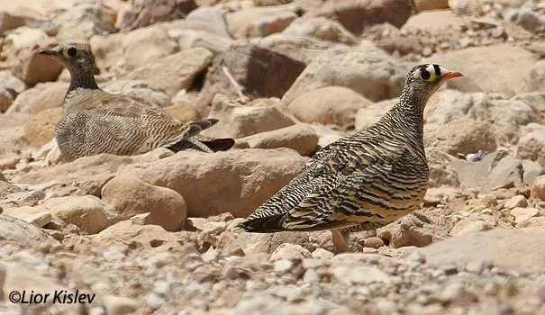 File:Lichtenstein's sandgrouse (Pterocles lichtensteinii) male and female, Eilat. by Lior Kislev.jpg