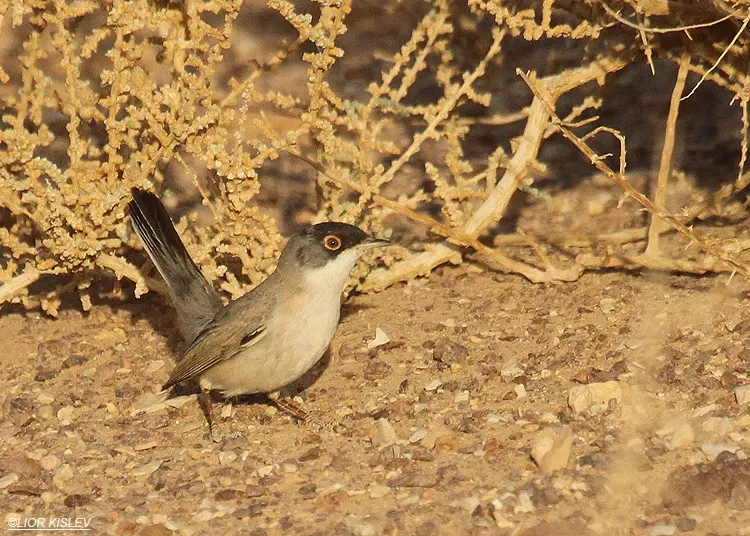 File:Menetries's warbler (Curruca mystacea) by Lior Kislev.jpg