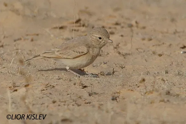 File:Bar-tailed lark (Ammomanes cinctura)2 by Lior Kislev.jpg