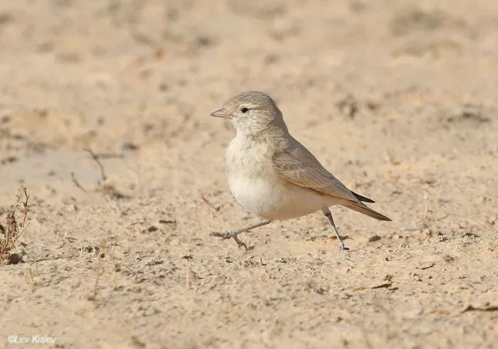 File:Bar-tailed lark (Ammomanes cinctura)3 by Lior Kislev.jpg