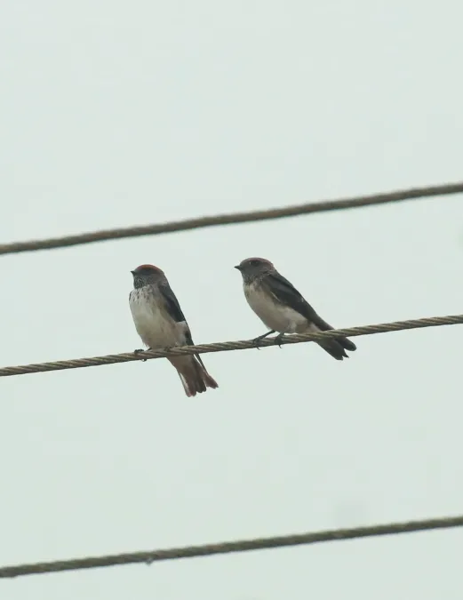 File:Streak-throated swallow or the Indian cliff swallow (Petrochelidon fluvicola).jpg