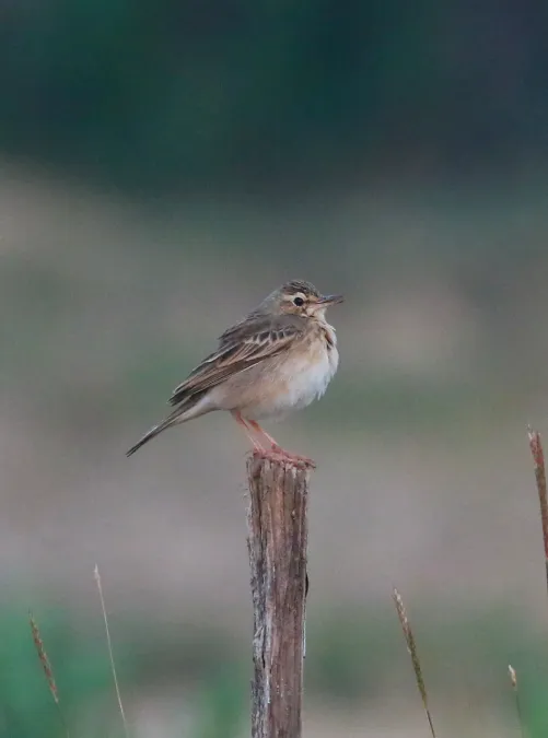 File:Paddyfield pipit or Oriental pipit(Anthus rufulus).jpg