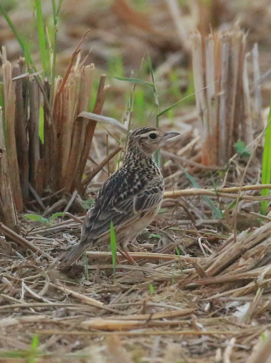 File:Oriental skylark (Alauda gulgula).jpg