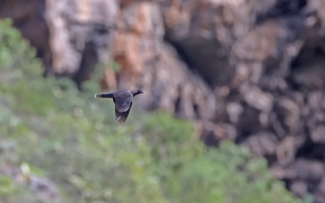 File:Columba junoniae 185005927.jpg